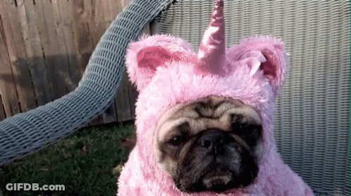 Pug In Pink Unicorn Costume GIF