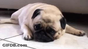 Pug Laying Down With Head On Paws GIF