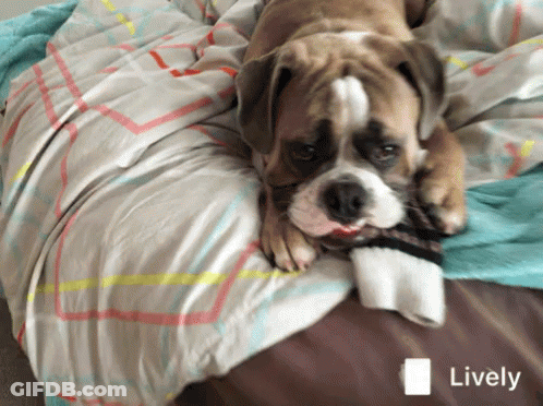 Pug Laying Down With Head On Paws GIF
