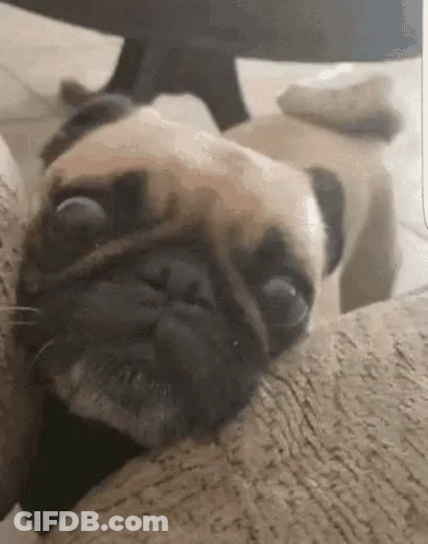 Pug Laying On Back On Couch GIF