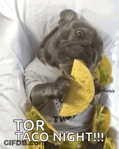Pug Laying On Bed Eating Taco Saying Tor Taco Night GIF