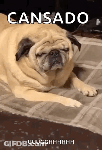 Pug Laying With Eyes Closed GIF