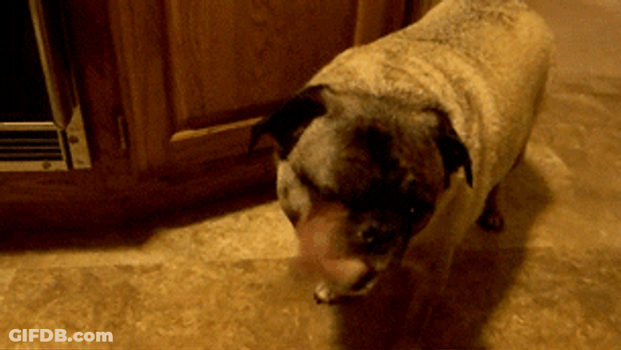 Pug Licking Tongue Out GIF