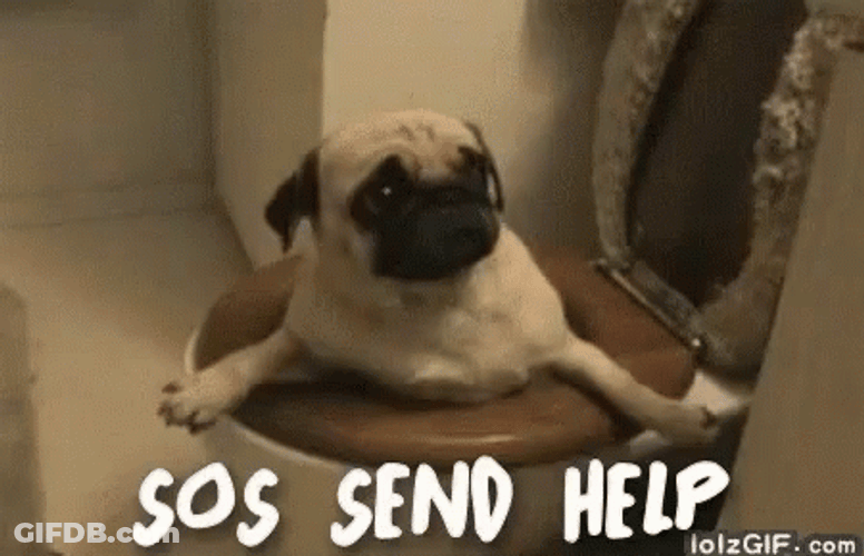 Pug Life Alert GIF