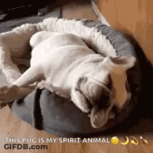 Pug Lying In Dog Bed GIF