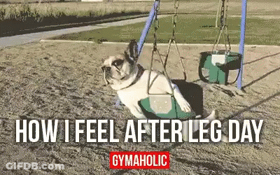 Pug On A Swing Leg Day Meme GIF