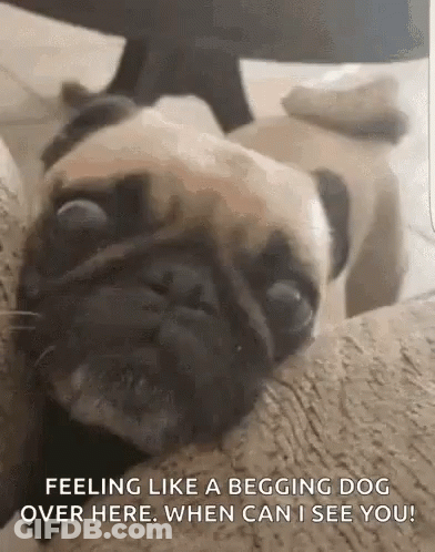 Pug On Couch Feeling Like A Begging Dog GIF