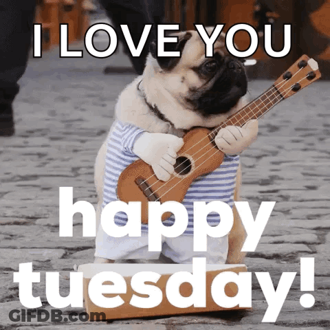 Pug Playing Ukulele I Love You Happy Tuesday GIF