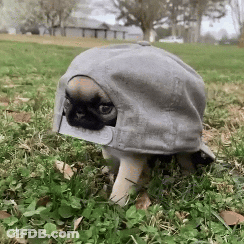 Pug Puppy In Baseball Cap Walking Through Grass GIF