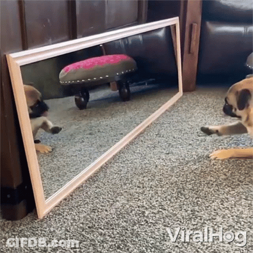 Pug Puppy Looking At Mirror Reflection Viralhog GIF