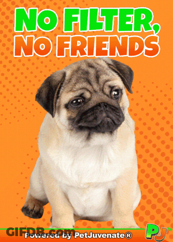 Pug Puppy No Filter No Friends Powered By Petjuvenate GIF