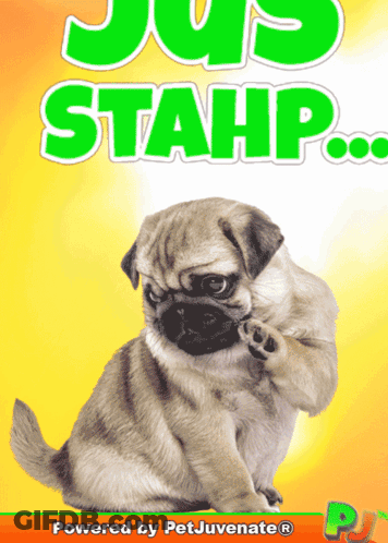 Pug Puppy Saying Jus Stahp Powered By Petjuvenate GIF