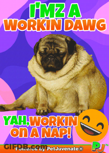 Pug Saying I'm A Workin Dawg GIF