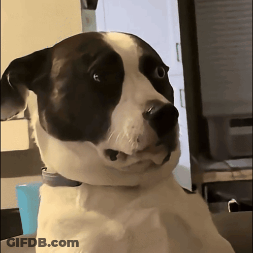 Pug Sitting Hind Legs Orange Green Background Meh GIF