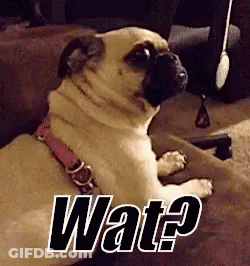 Pug Sitting On Couch Saying Wat GIF