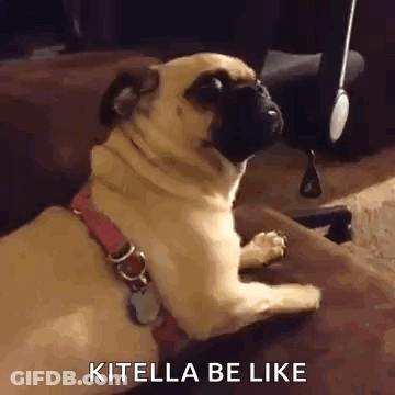 Pug Sitting On Lap GIF