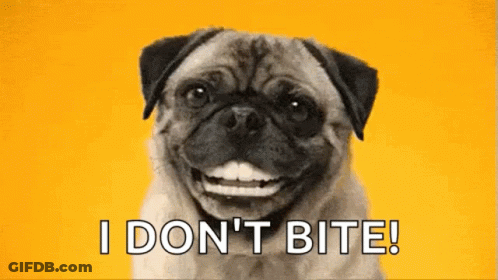Pug Smiling Saying I Don't Bite GIF