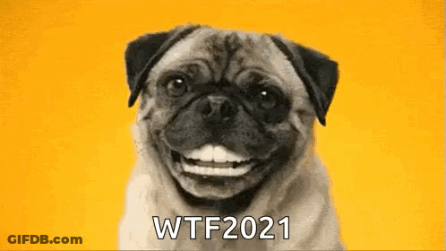 Pug Smiling Saying WTF 2021 GIF