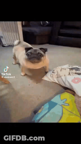 Pug Standing On Hind Legs Next To Pillow GIF