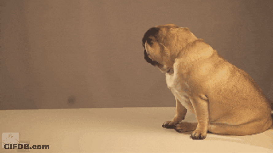 Pug Startled With Things That Bounce GIF