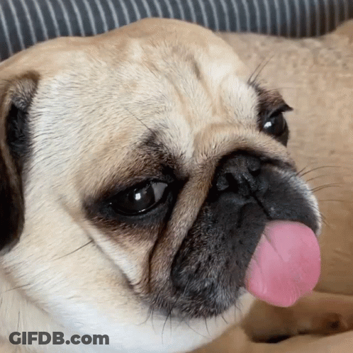 Pug Sticking Out Tongue GIF