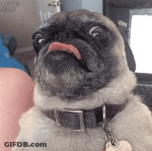 Pug Sticking Tongue Out At Laptop GIF