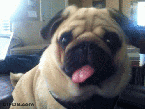 Pug Sticking Tongue Out GIF