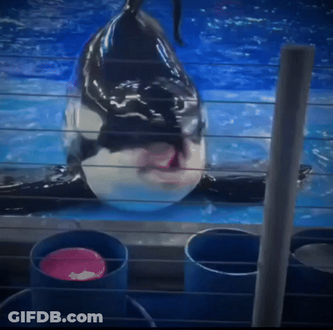 Pug Sticking Tongue Out GIF