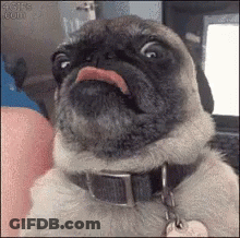 Pug Sticking Tongue Out With Black Collar GIF