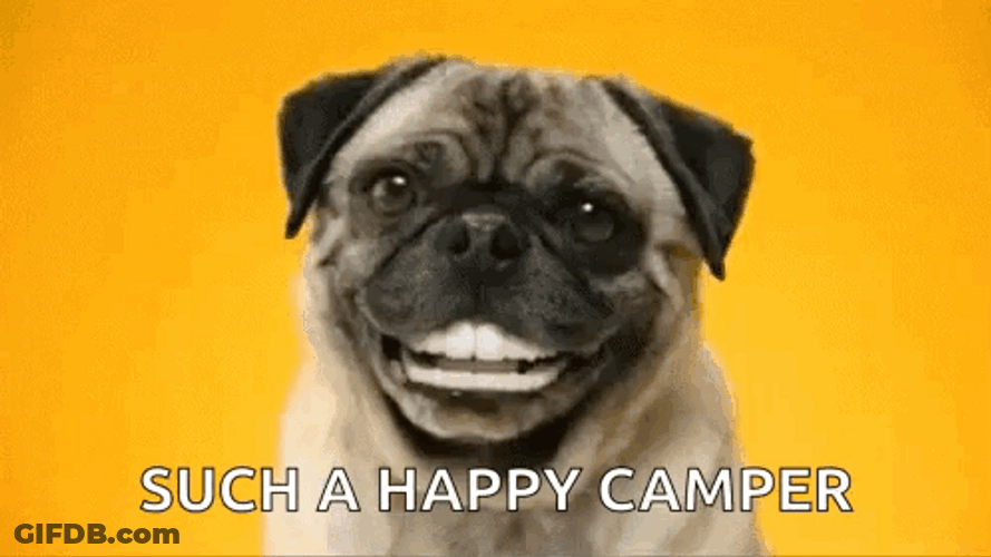 Pug Such A Happy Camper GIF