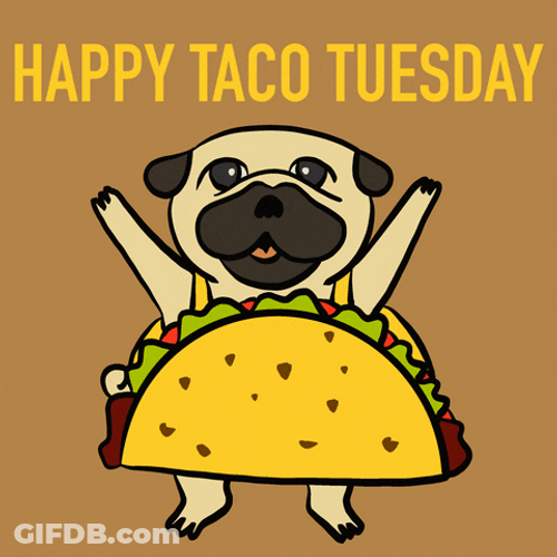 Pug Wearing Taco Tuesday Costume GIF
