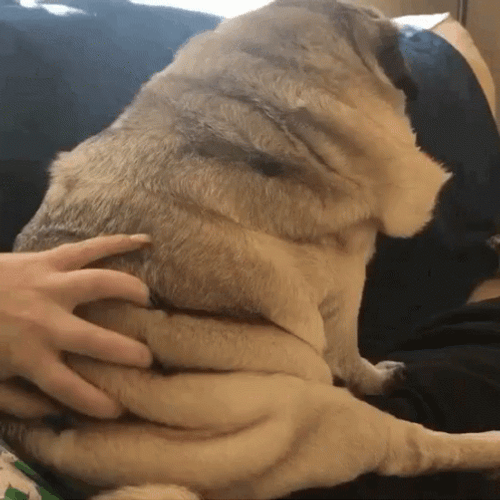 Pug Wiggling Skin Folds GIF