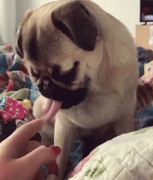 Pug With Long Tongue Out GIF