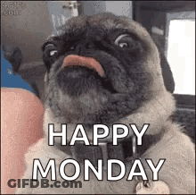Pug With Tongue Out Happy Monday GIF