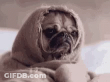 Pug Wrapped In Blanket Laying On Bed GIF