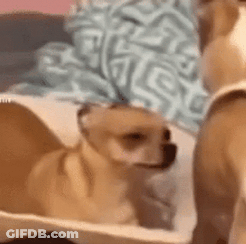 Puggle Dog Squint Eyes GIF