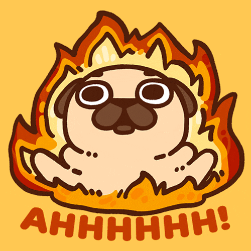 Puglie Dog GIF
