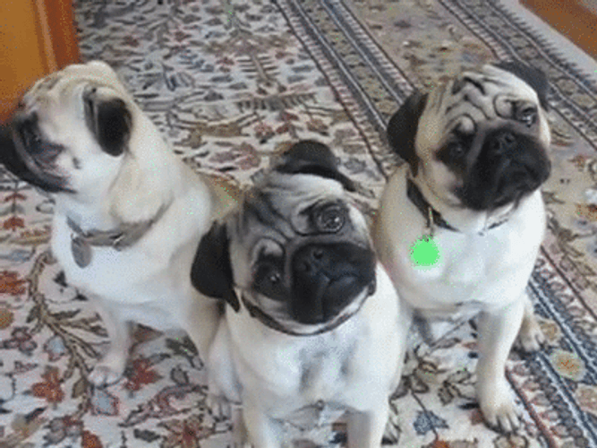 Pugs Looking Side By Side GIF
