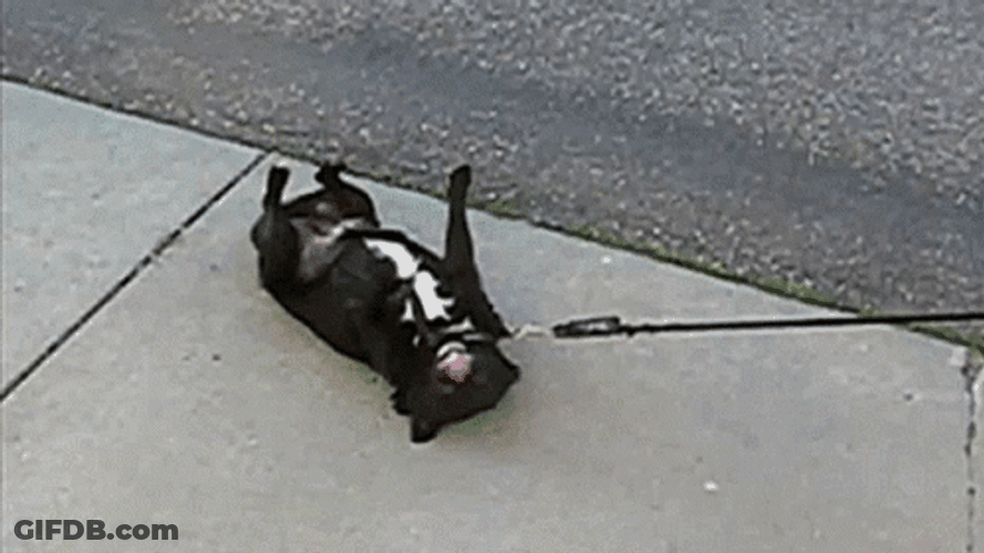 Pulling The Lying Dog GIF
