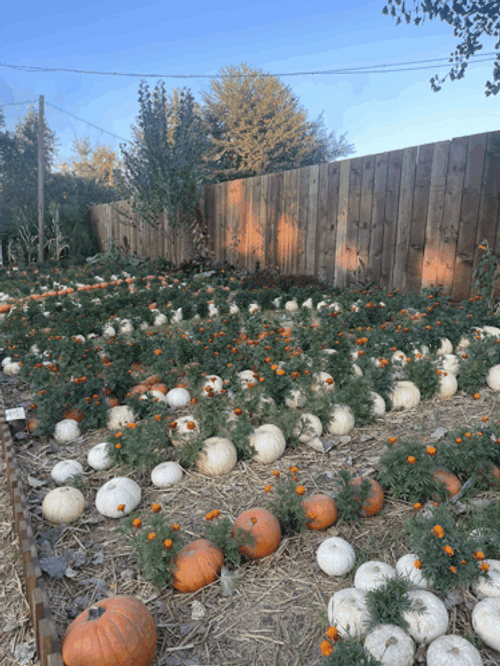 Pumpkin Garden Ready To Spice GIF