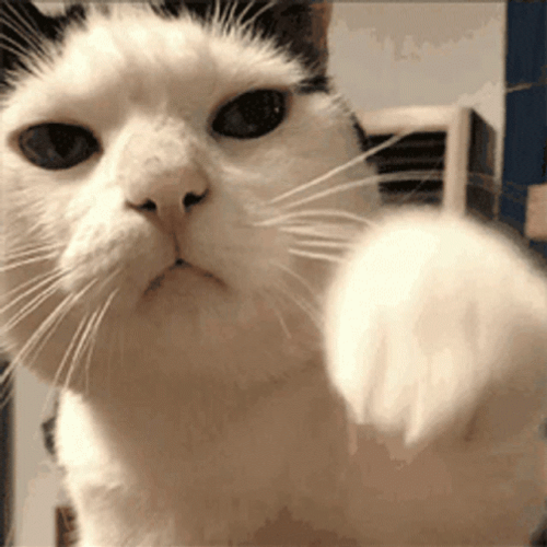 Punch In The Face Cat Paws GIF