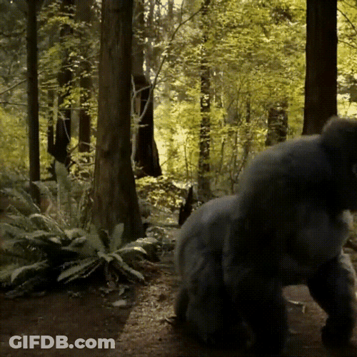 Punching Chest Gorilla Dancing GIF
