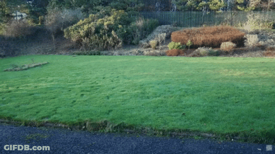 Punt GIF