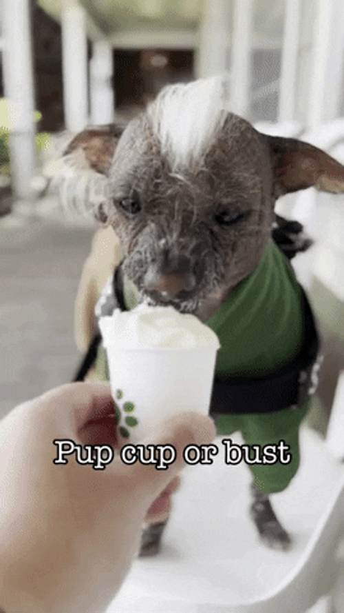 Pup Cup Butter Dog GIF
