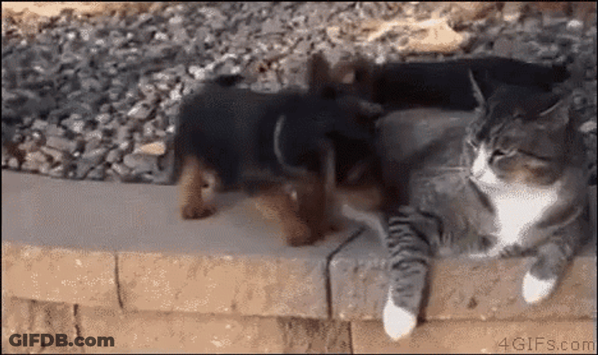 Pupp Teases Cat Cute Tuesday GIF