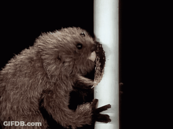 Puppet Beaver Gnawing On Post GIF