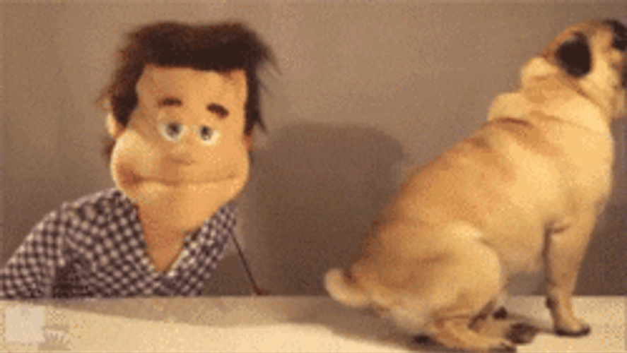 Puppet Biting Pug GIF