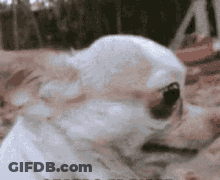 Puppets Saying They Kicked Me Out GIF