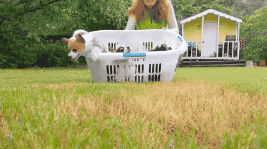 Puppies Basket Overload GIF