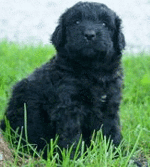 Puppies Cute Dog Eyes GIF